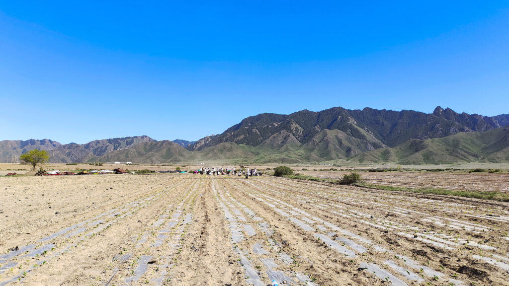 走进田园 播种希望|凯发K8天生赢家一触即发物流春种团建活动